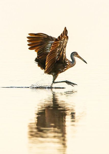 Friel, Bernard 아티스트의 USA-Florida-Sarasota-Myakka River State Park-Wading Bird-Feeding-Limpkin작품입니다.